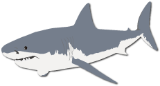 pic-shark